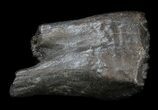 Pleistocene Aged Fossil Horse Tooth - Florida #36043-1